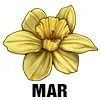 Daffodil