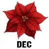 Poinsettia